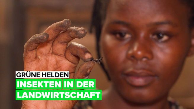 go to Grüne Helden: Insekten in der Landwirtschaft