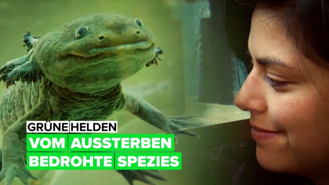 go to Der Kampf ums Überleben