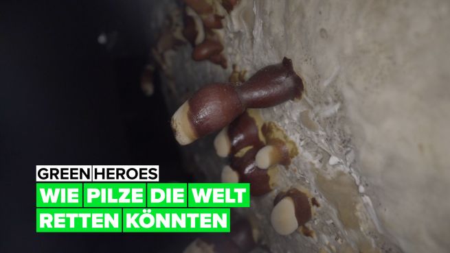 go to Green Heroes: wie wir mit der Hilfe von Pilzen die Welt retten können