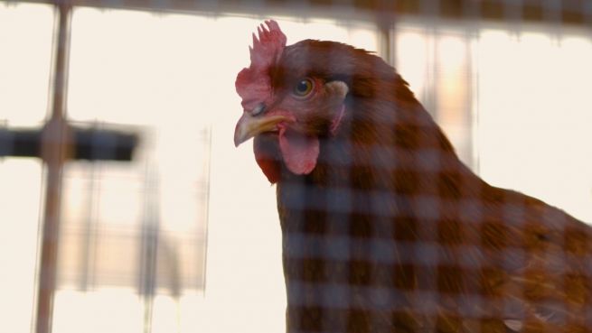 go to So funktioniert Landwirtschaft mitten in der Großstadt