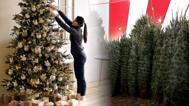 go to Echter oder unechter Tannenbaum?