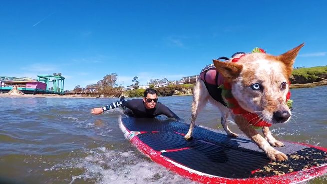 go to Skyler, der Surfhund-Champion