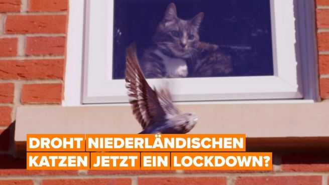 go to Katzen in den Niederlanden droht eine Ausgangssperre