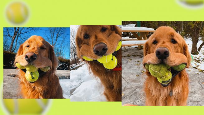 go to Dieser Hund kann bis zu 6 Tennisbälle auf einmal in sein Maul stopfen