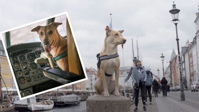 go to Vom indischen Straßenhund zum weltweiten Internetstar