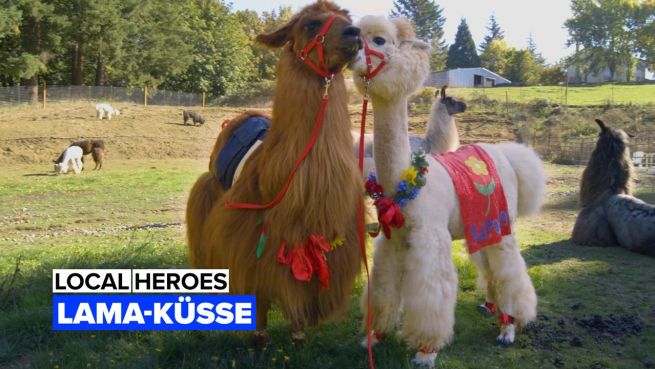 go to Local Heroes: Lama-Küsse