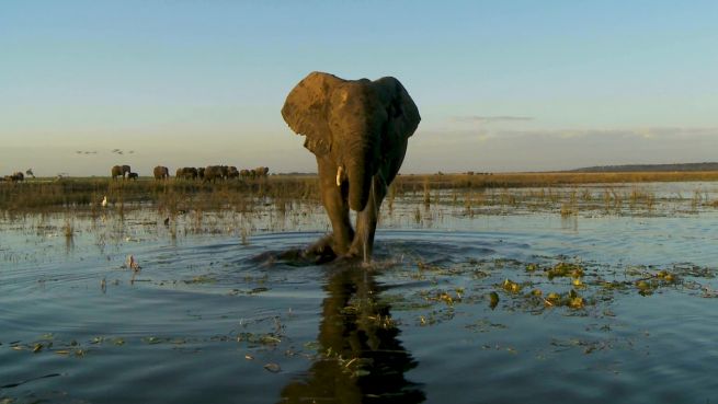 go to 'Elephant Haven' ist das erste Schutzgebiet der EU