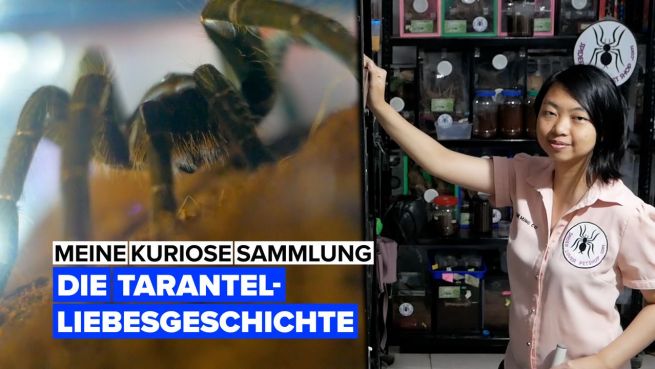 go to Hast du Angst vor Spinnen? Dann ist dieses Video nichts für dich!