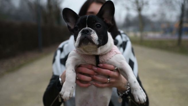 go to Können wir jetzt genau feststellen, wie alt unser Hund ist?