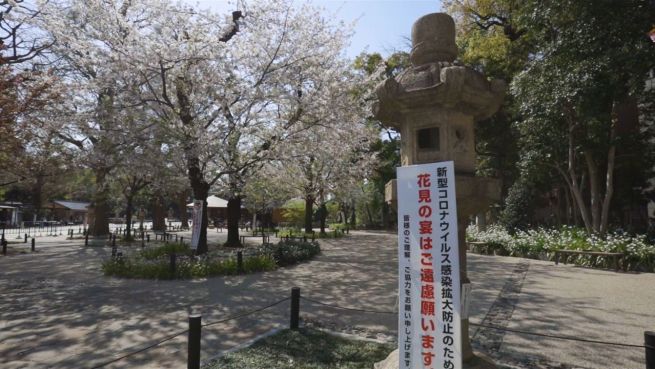 go to Leider ist Sakura-Saison in Japan dieses Jahr abgesagt