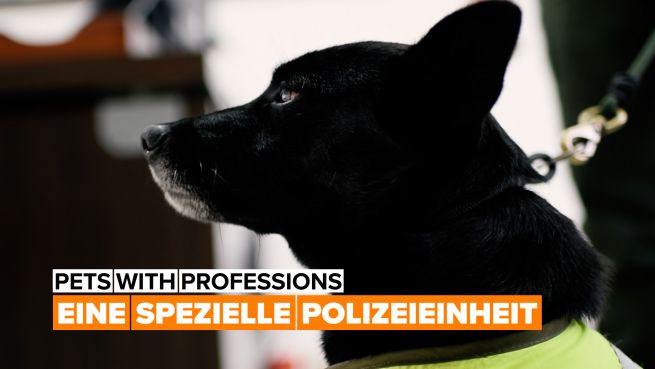 go to Die ungewöhnliche K9-Truppe