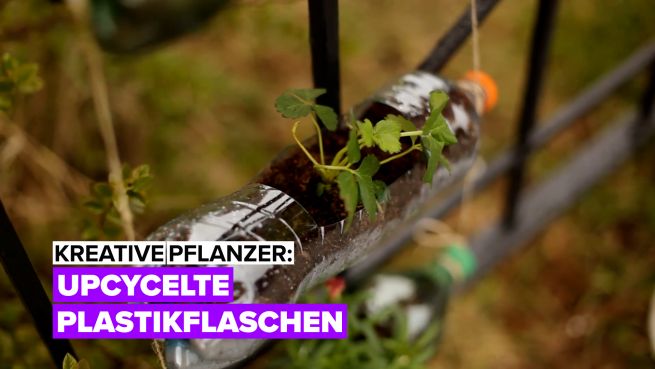 go to Kreative Pflanzer: Kunststoff recyceln