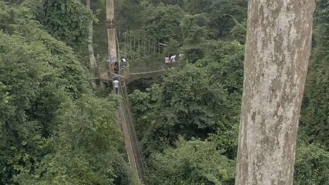 go to Sights with Heights: Canopy Walk in Ghana