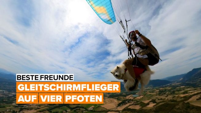 go to Hast du schonmal einen fliegenden Hund gesehen?