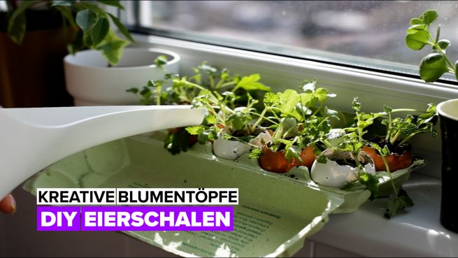 go to Kreative Blumentöpfe: DIY Eierschalen