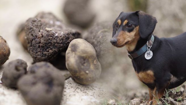 go to Tiere mit besonderen Aufgaben: Trüffelhunde