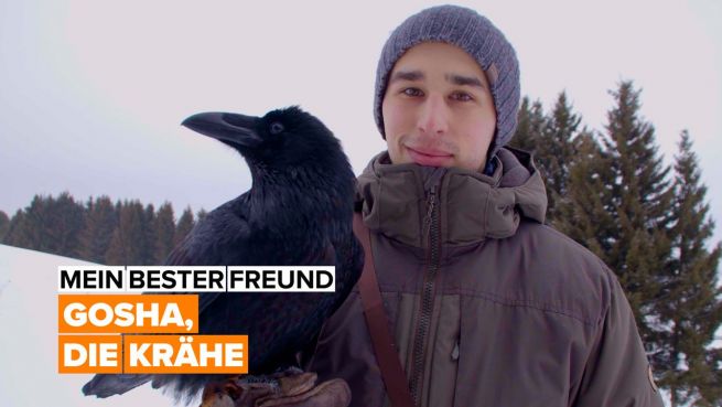 go to Mein bester Freund: Gosha, die Krähe