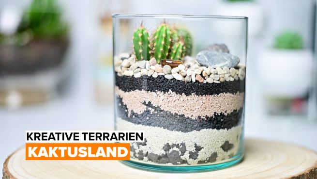 go to Kreative Terrarien: Kaktusland