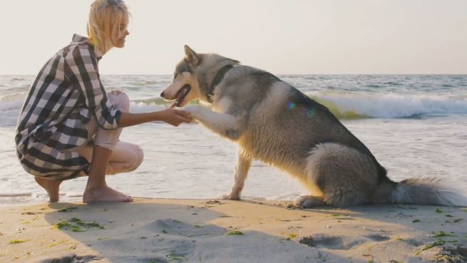 go to Mehr Rechte für Therapie-Tiere?